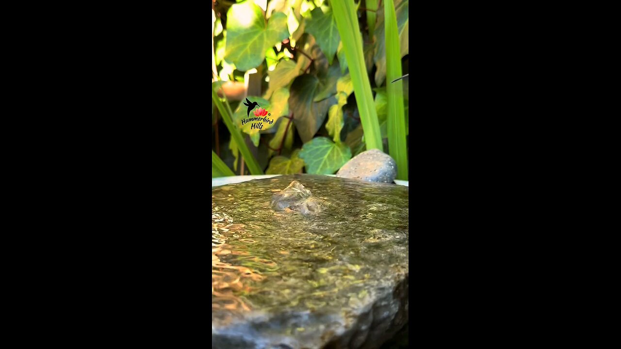 How bird taking its shower.