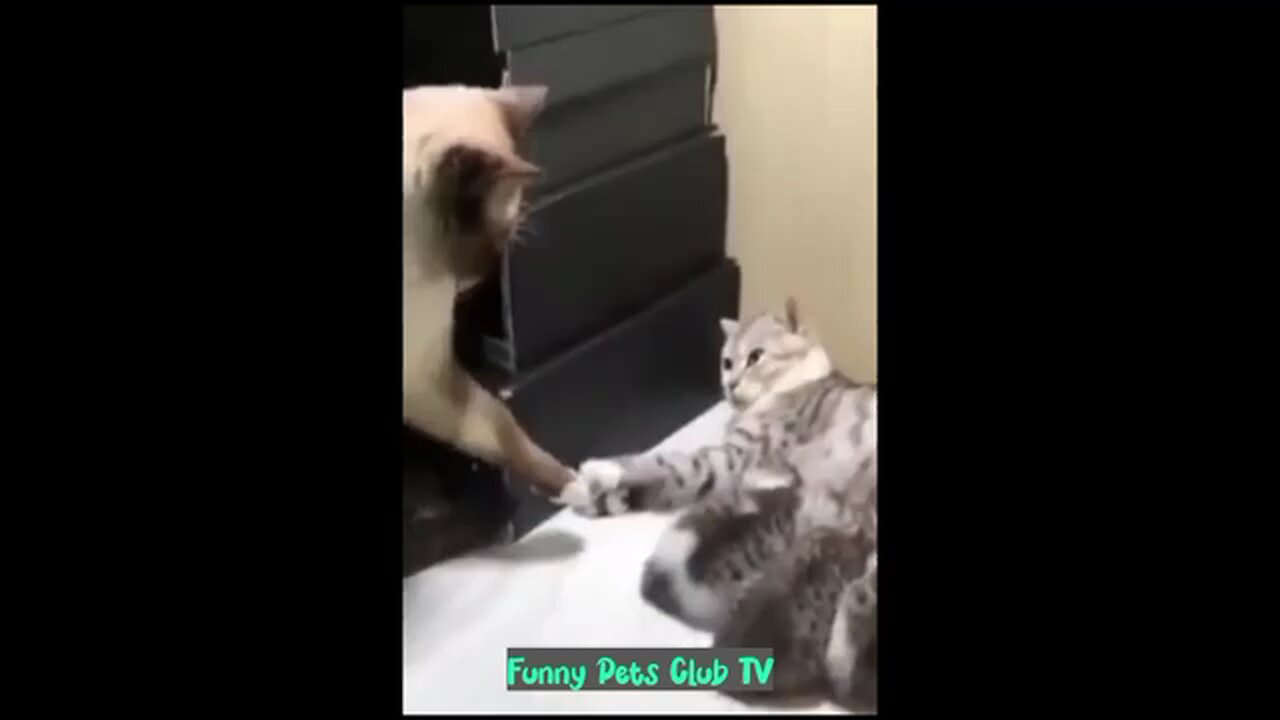 "Epic Dog and Cat Antics Compilation – Try Not to Laugh!"