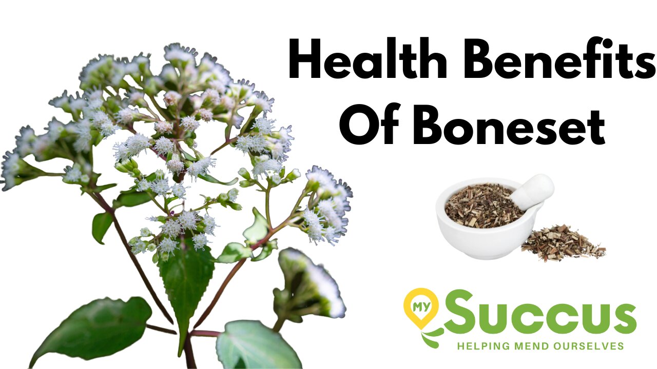 The Health Benefits of Boneset