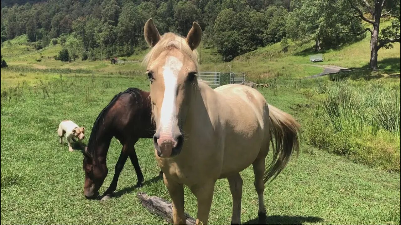 A visit with the brumby girls, Henry eats horse poop and is playing too much like chasing