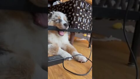 Nap time...🐕💤😍 #shorts #tiktok #border #dog