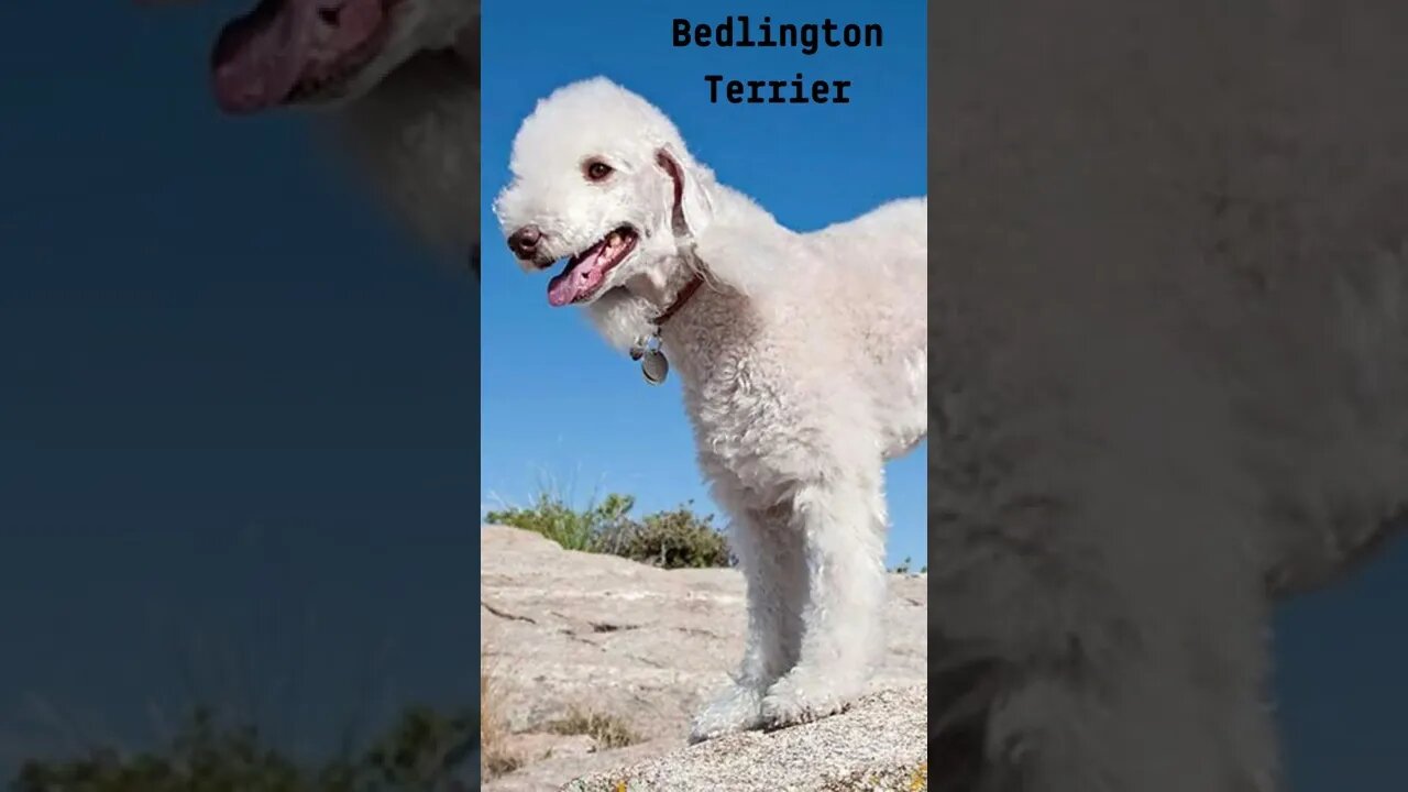 Bedlington Terrier #shorts #short