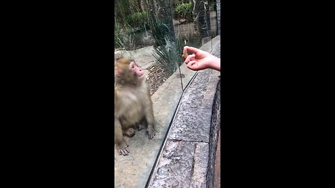 The monkey who was stunned by the magic show he watched.