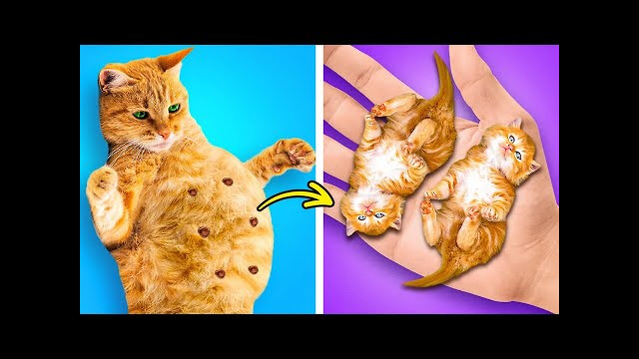 BEST PET GADGETS AND CRAFTS FOR YOUR FLUFFY FRIENDS || HD