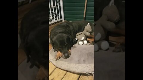Tired Rottiweiler#Shorts #rottweiler😍💖💜💛