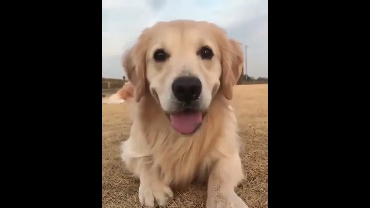 This will brighten your day.. 😊 #shorts #tiktok #Golden