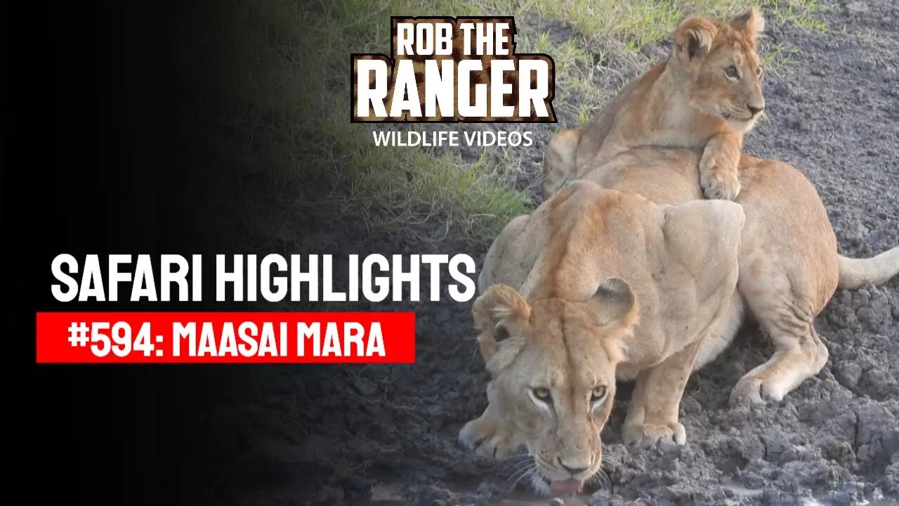 Safari Highlights #594: 02 Mar 2021 | Maasai Mara/Zebra Plains | Latest Wildlife Sightings