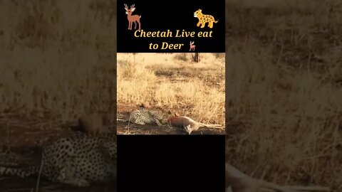 Cheetah Live eat to Deer 🦌#shorts #youtubeshorts