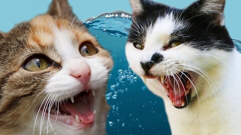Cats will make you LAUGH YOUR HEAD OFF - Funny CAT compilation