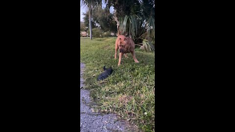 MASSIVE Pit Bull wants to play with new friend (bird) 🦁🦅😂