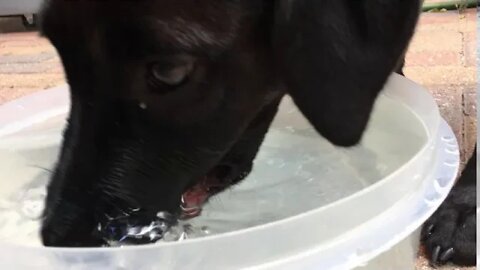 Does my dog need water drinking lessons? (Sample takes a drink) Our Dog Sample