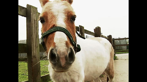 Pony found on London Street