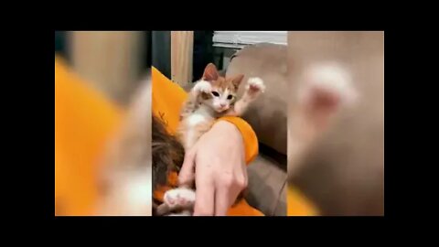 best funny animal videos 2022 h264 76486