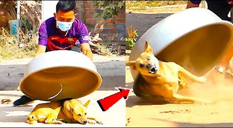 Aluminum Box vs Prank Dog Very Funny - Must Watch Funny Comedy New Prank With Try To Stop Laugh