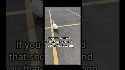 Hello Duck