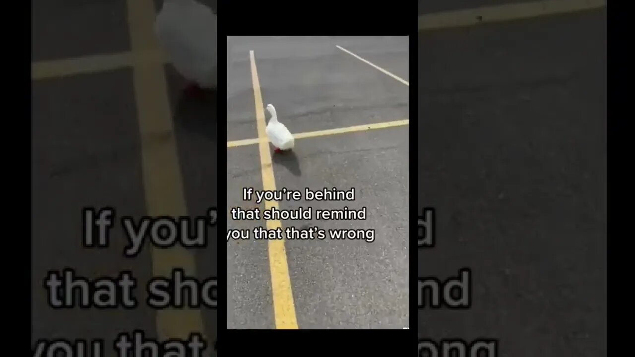 Hello Duck