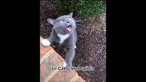 Funny cat singing | Autotuned cat song