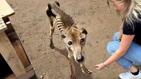 Animais que pediram ajuda 2023