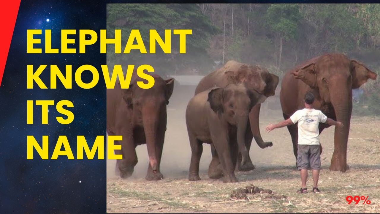 Man Calls Elephant by Name - What Happens Next is Unbelievable!