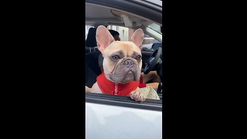 Frenchie Puppy Compilation | Mochi The French Bulldog