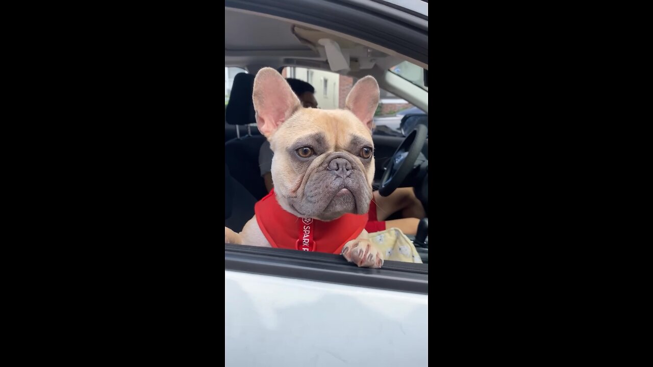 Frenchie Puppy Compilation | Mochi The French Bulldog