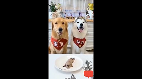 Funny dog video @pet @pets @petslover @funnydogvideos @shorts_Full-HD(1)