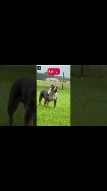American Bully X cross breed Dachshund = #dog #Dachshund #americanBully #pet Papa mama i am here