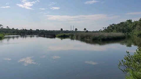 Alligator Flagler Beach