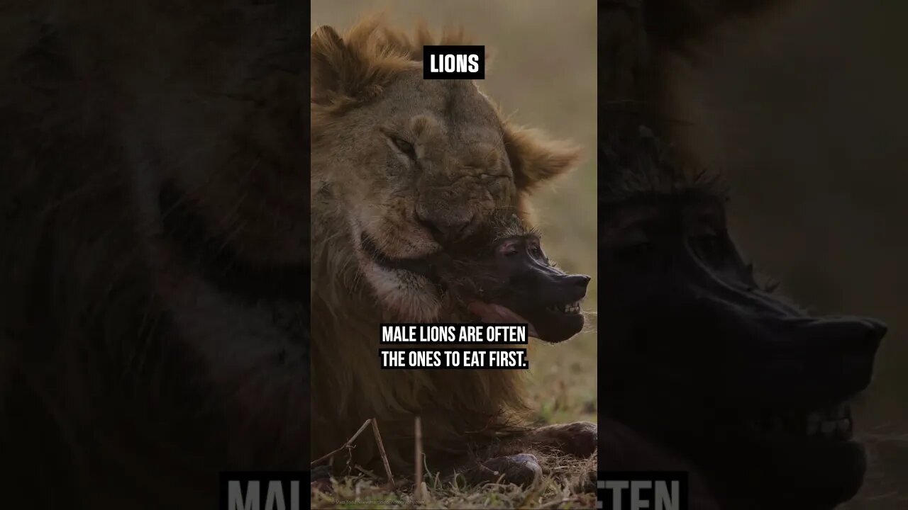 The King Eats First! #Wildlifefacts #lions #africa