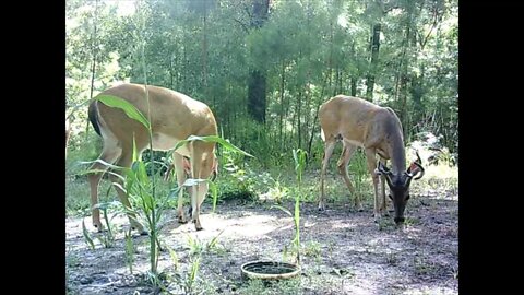 Southeast Texas Backyard Wildlife Garden 78