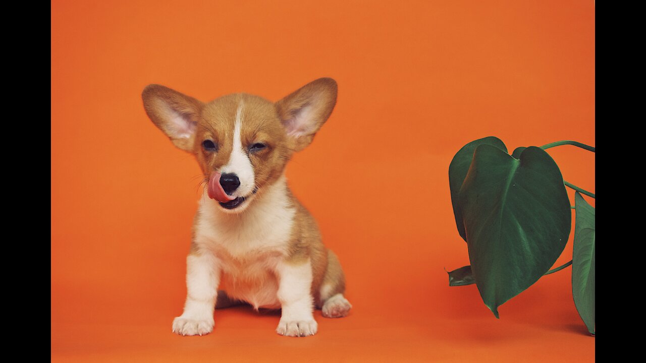 Puppy eats the food on the plate dancing funny to the music