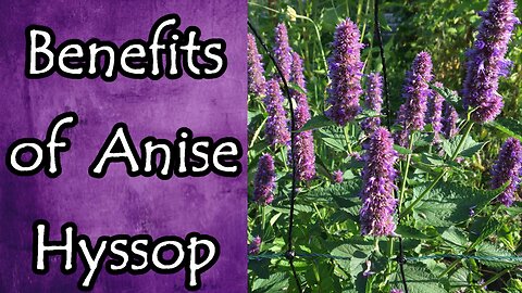 Benefits of Anise Hyssop