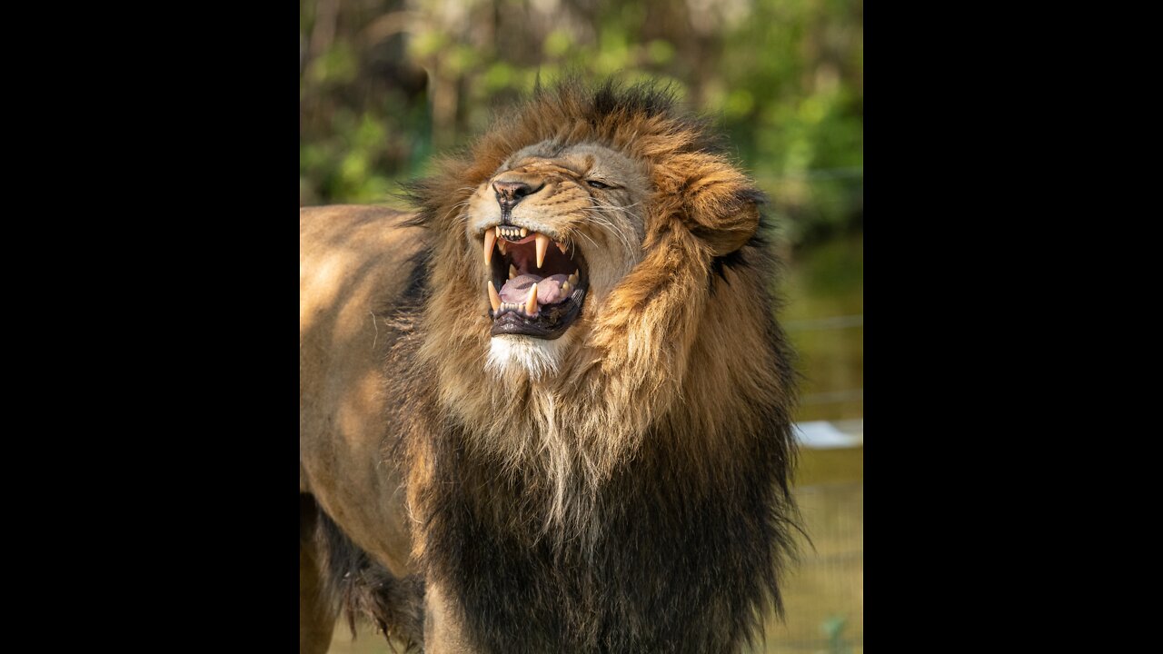 wild lions africa