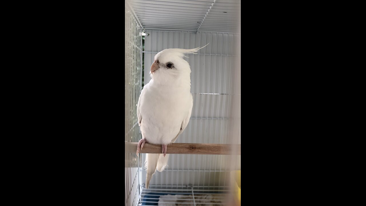 Beautiful White Coctatiel Bird