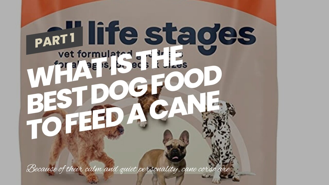 What is the best dog food to feed a cane corso?