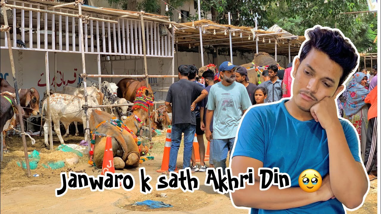 Janwaro k sath Akhri Din 🥹 | Cow ke sar ke uper qudrati zuban 😳 | JDC Cow Update 🐄