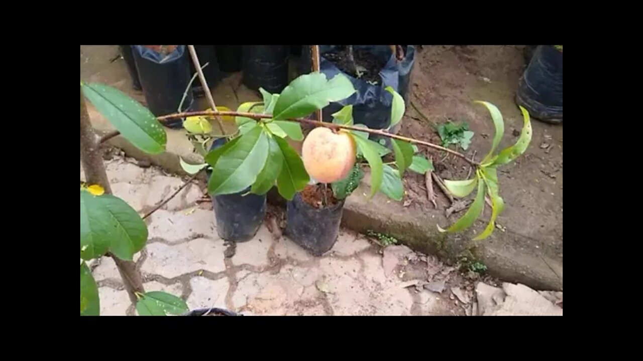 como podar pessegueiro em vaso para produzir mais frutas