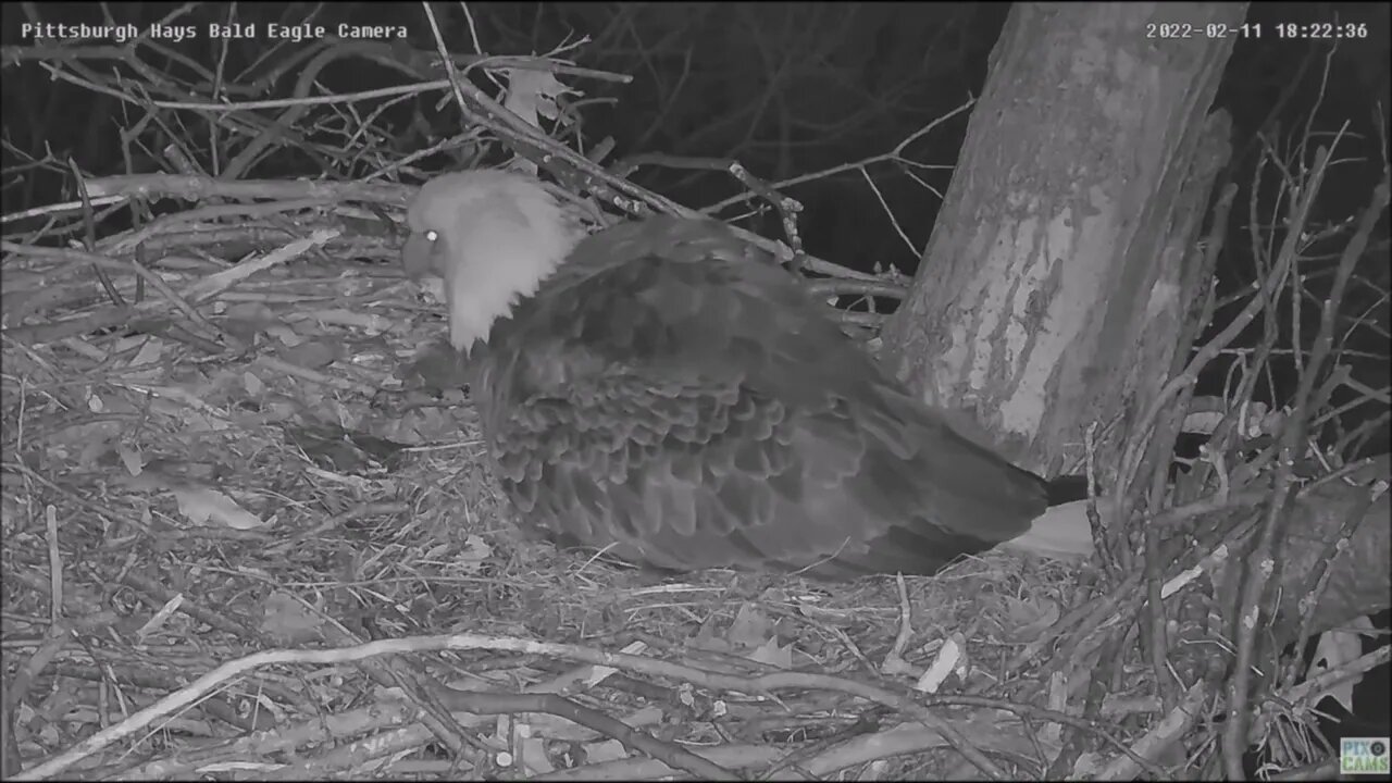 Hays Eagles Mom lays first Egg 2.11.22 18:22:43