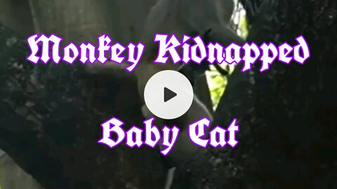 Monkey Kidnapped Baby Cat