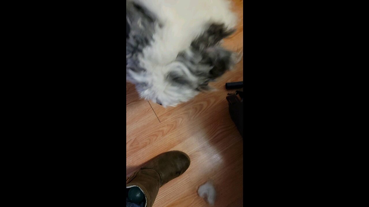 sheepadoodle dog dropped his ball in my boot and eventually found it