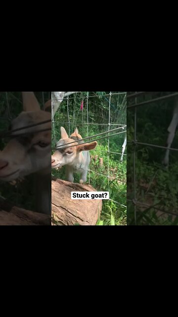 Is the baby goat kid stuck in the fence? #shorts
