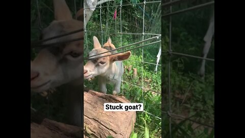 Is the baby goat kid stuck in the fence? #shorts