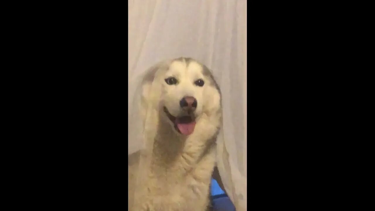 He likes to hide behind the curtains. His effort may vary