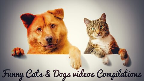 Funny Cat s& Dogs videos Compilation