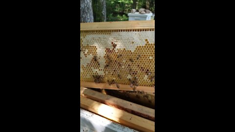 First inspection of the new hive Frangipani post split