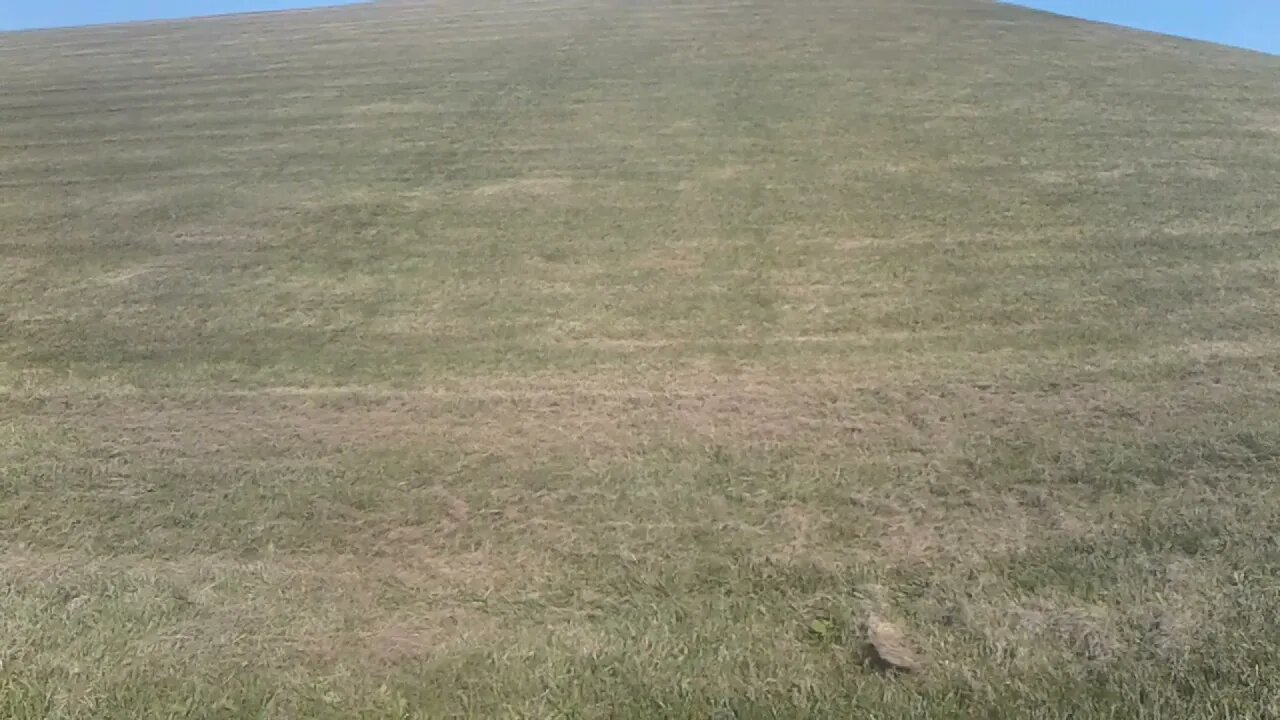 Hill Training Primal