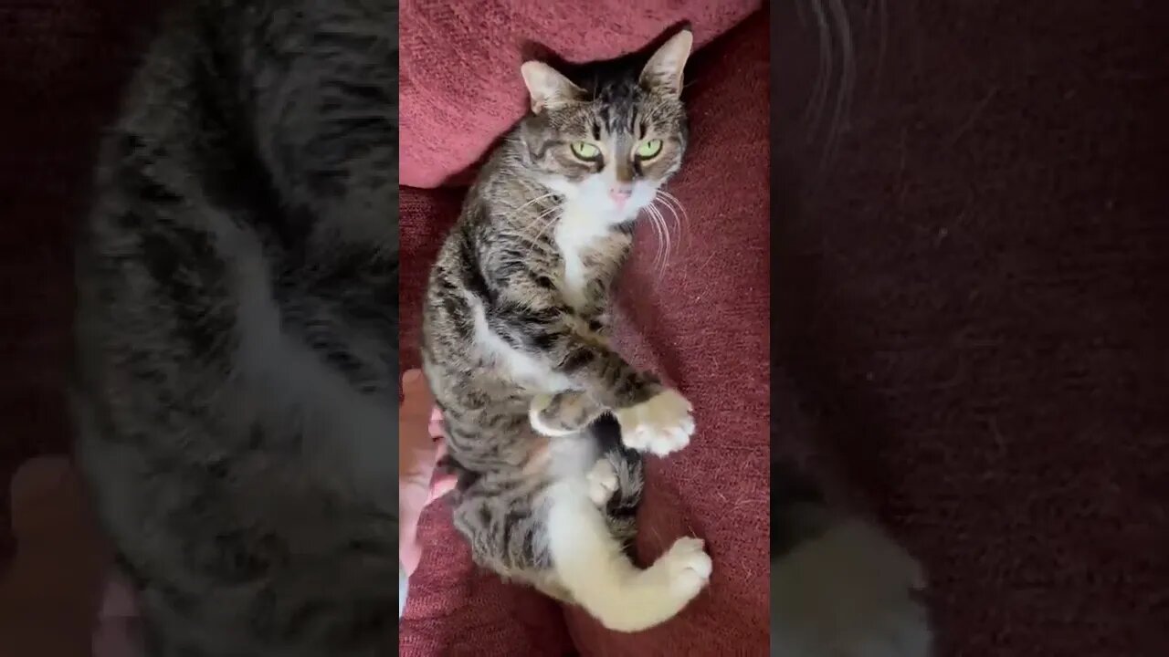 My cats favorite place to be scratched