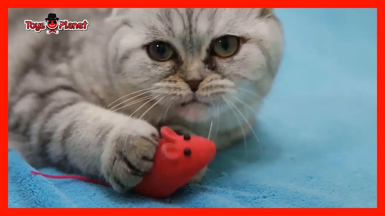 🔴#01 |Gatinhos Fofinhos e Seus Brinquedos | Cute Kittens and Their Toys | 2022