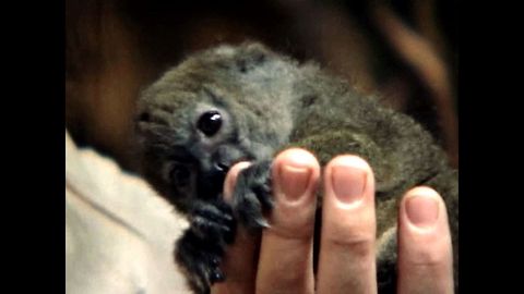 Abandoned Lemur Gets New Mom