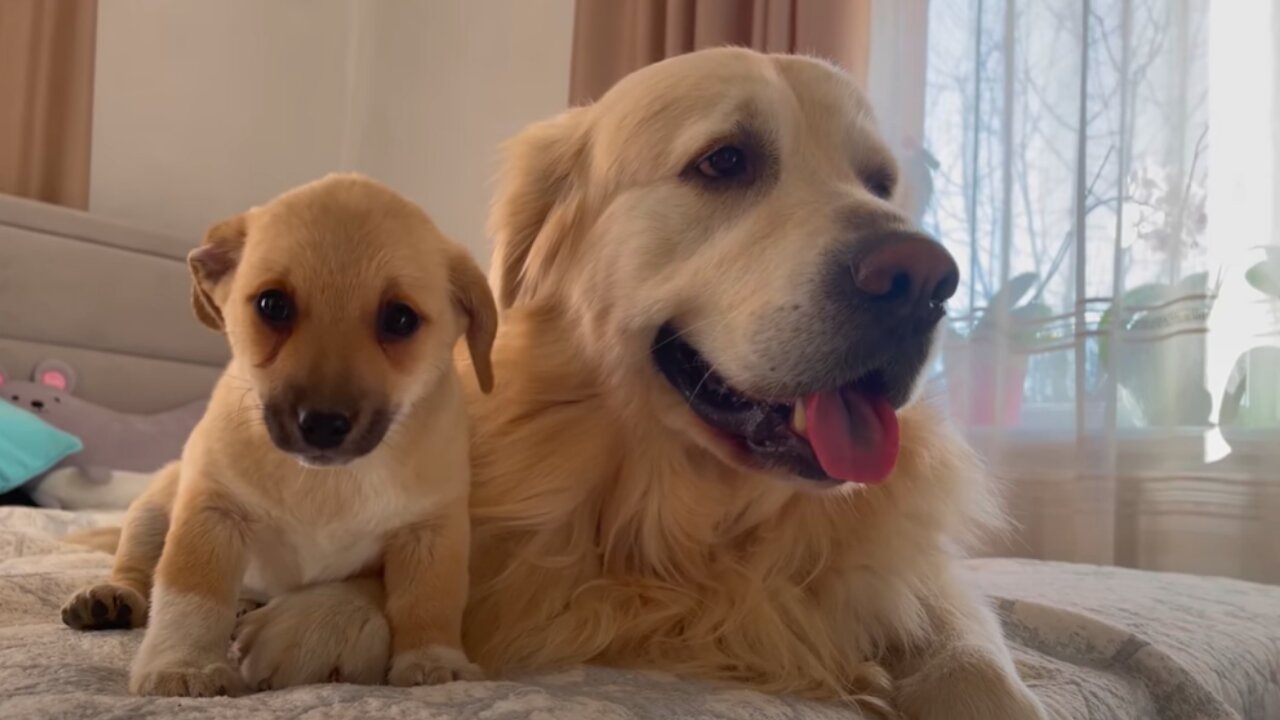 Adorable Golden Retriever Reaction to Cute Puppy